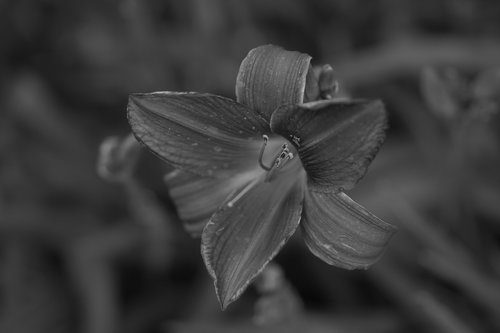 plant  flower  in full bloom