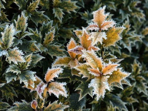 plant  frost  gel