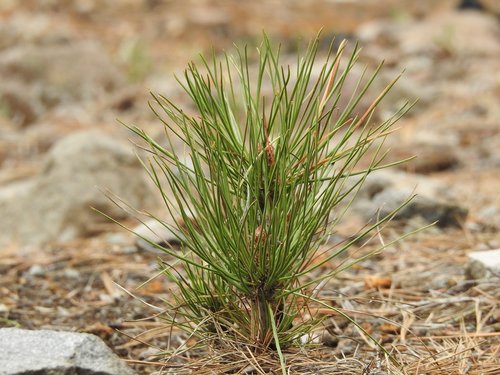 plant  seed  pine
