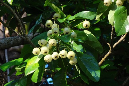 plant  fruit  lantern tree