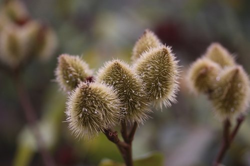 plant  garden  nature