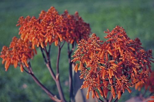 plant  flowers  garden