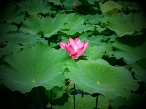 plant lotus natural