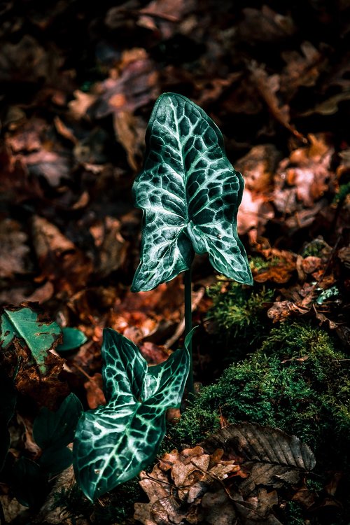 plant  forest  leaf