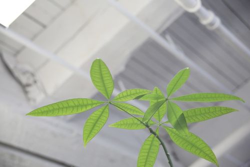 plant leaves indoors