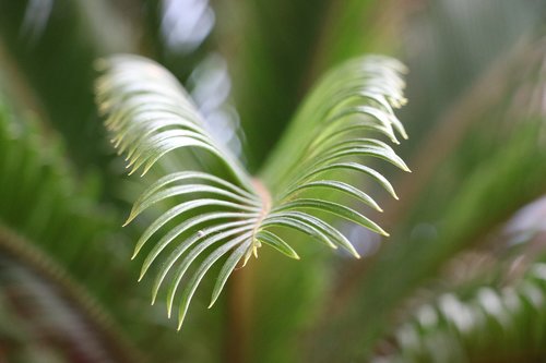 plant  nature  flower