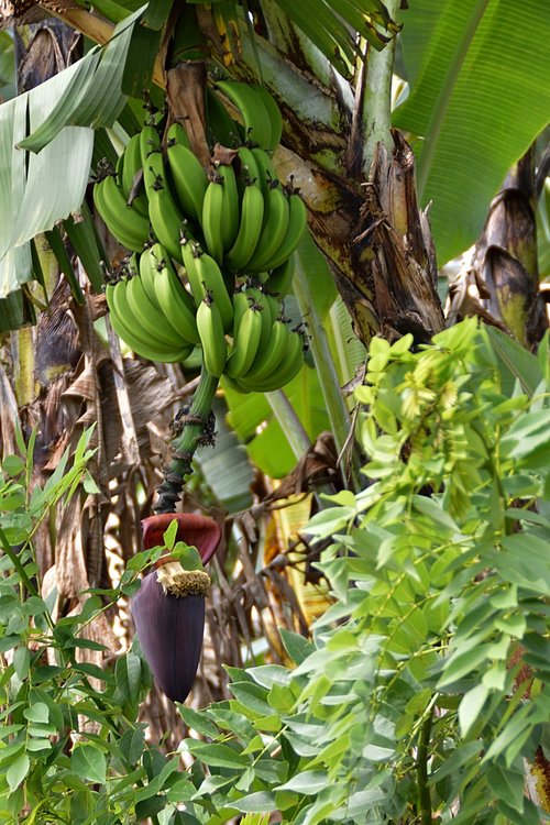 plant  banana tree  fruit