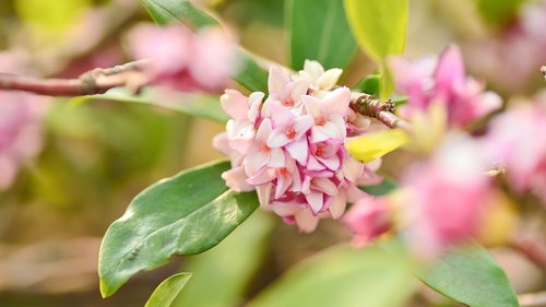 plant  natural  flowers