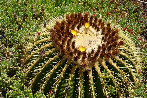 plant  cactus  desert