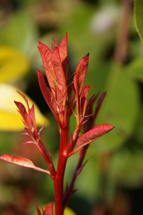 plant  nature  flower