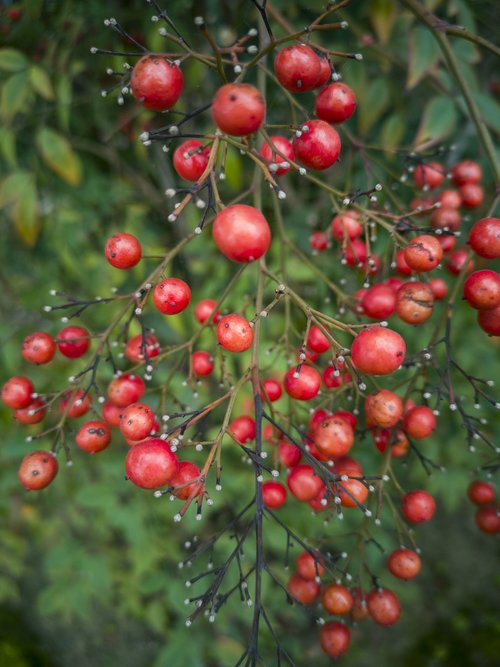 plant  fruit  red