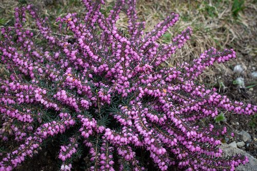 plant  flower  garden