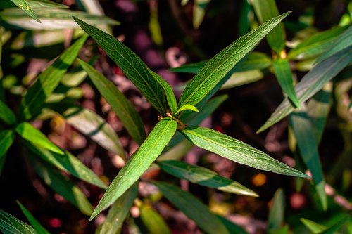 plant  leaves  growing