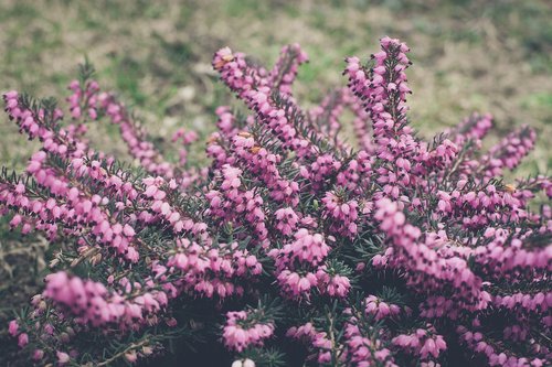 plant  flowers  purple