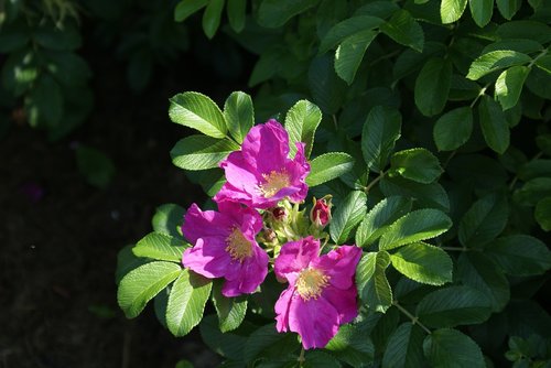 plant  flower  garden