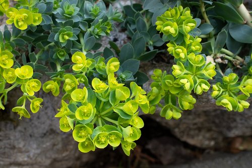 plant  green  yellow