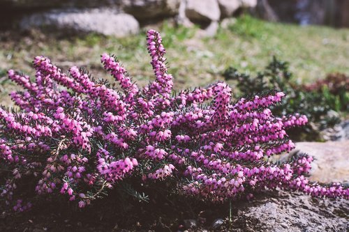 plant  flowers  purple