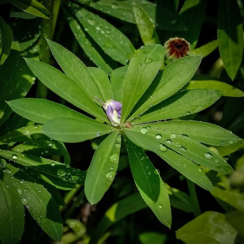 plant leaves raindrops