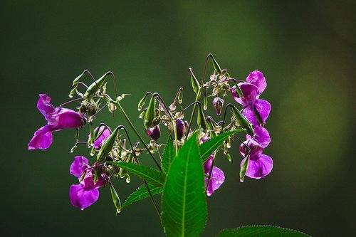 plant  forest  flowers