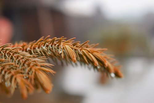 plant  blur  leaf