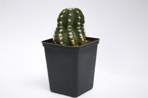 plant  cactus  green