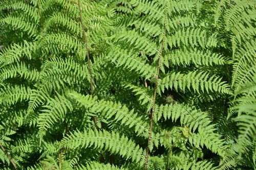 plant  indoor plant  fern