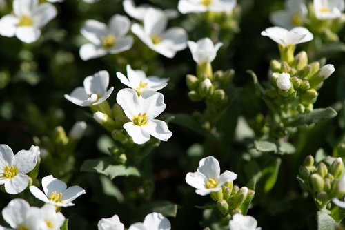 plant  flowers  white