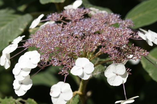 plant flower snow ball