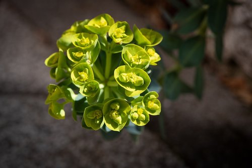 plant  green  blossom