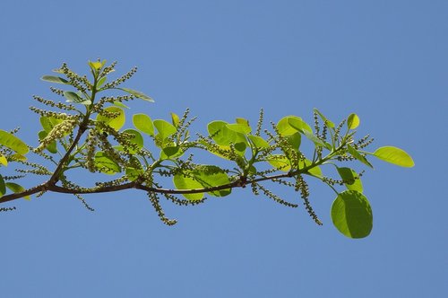 plant  terminalia bellirica  bahera