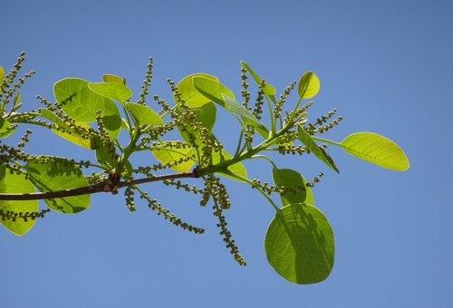 plant  terminalia bellirica  bahera