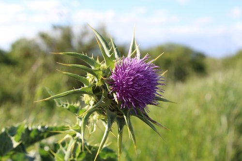 plant  thistle  flower