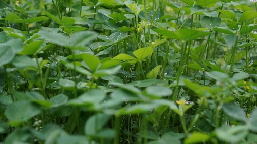 plant  green  garden