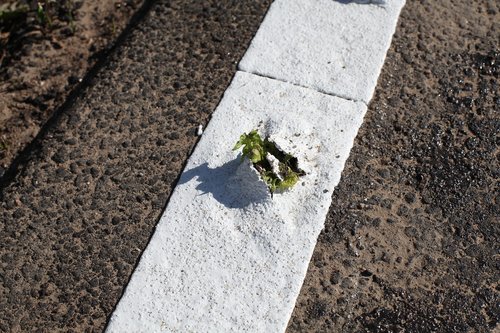 plant  breakthrough  asphalt