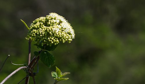 plant  wild flower  green