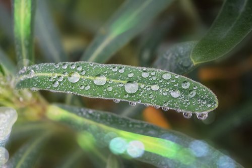 plant  leaf  drops