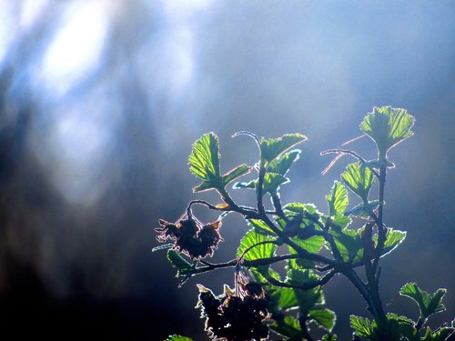 plant  leaf  green