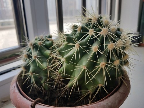 plant  cactus  flowers