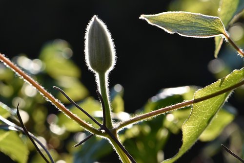 plant  bud  flower