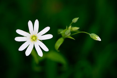 plant  flower  nature