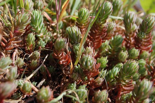 plant  rockery  garden