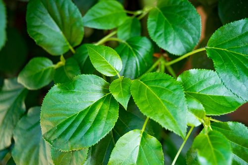 plant  foliage  spring