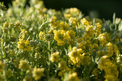 plant  flowers  yellow
