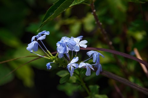 plant  leaves  blue