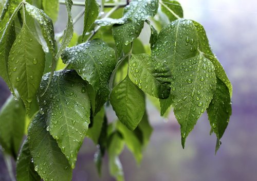 plant  tree  leaves