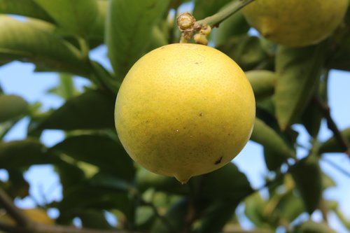 plant  lemon  nature