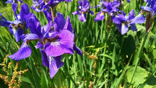 plant  purple flowers  natural