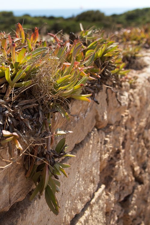 plant  wall  weed