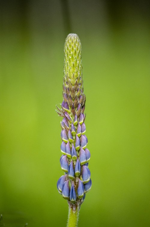 plant  flower  lupine
