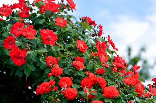 plant  landscape  in the early summer